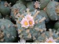 Lophophora williamsii v Paila 02.jpg