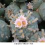 Lophophora williamsii v Paila 02.jpg