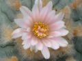 Lophophora williamsii v Paila 04.jpg