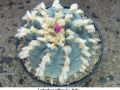 Lophophora williamsii v Paila 05.jpg