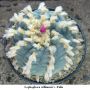 Lophophora williamsii v Paila 05.jpg