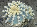 Lophophora williamsii v Paila 06.jpg