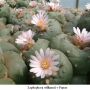 Lophophora williamsii v Parras 01.jpg