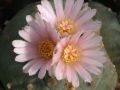 Lophophora williamsii v Parras 02.jpg