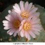 Lophophora williamsii v Parras 02.jpg