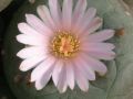 Lophophora williamsii v Parras 03.jpg