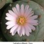 Lophophora williamsii v Parras 03.jpg