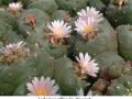Lophophora williamsii v Rinconada 01.jpg