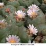 Lophophora williamsii v Rinconada 01.jpg