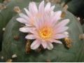 Lophophora williamsii v Rinconada 02.jpg