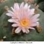 Lophophora williamsii v Rinconada 02.jpg