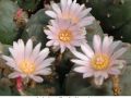Lophophora williamsii v Rinconada 04.jpg