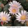 Lophophora williamsii v Rinconada 04.jpg