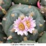 Lophophora williamsii v Rinconada 05.jpg
