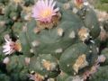 Lophophora williamsii v Saltillo Monclova 01.jpg