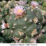 Lophophora williamsii v Saltillo Monclova 01.jpg