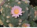 Lophophora williamsii v Saltillo Monclova 02.jpg