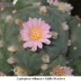 Lophophora williamsii v Saltillo Monclova 02.jpg