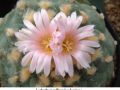 Lophophora williamsii v decipiens 01.jpg