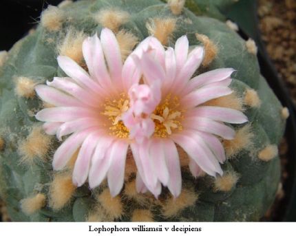 Lophophora williamsii v decipiens 01.jpg