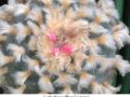 Lophophora williamsii v texana 01.jpg