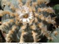 Lophophora williamsii v weisse Bluete 02.jpg
