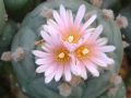 Lophophora williamsii  Mex 54 Km 195  01.jpg