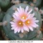 Lophophora williamsii  Mex 54 Km 195  01.jpg