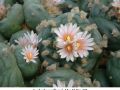 Lophophora williamsii  Mex 54 Km 195  02.jpg