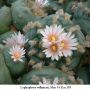 Lophophora williamsii  Mex 54 Km 195  02.jpg