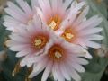 Lophophora williamsii  Mex 54 Km 195  03.jpg