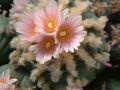Lophophora williamsii  Mex 54 Km 195  04.jpg