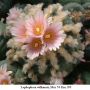Lophophora williamsii  Mex 54 Km 195  04.jpg