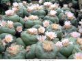 Lophophora williamsii v Cardona 01.jpg