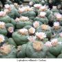 Lophophora williamsii v Cardona 01.jpg