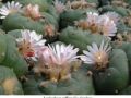 Lophophora williamsii v Cardona 02.jpg