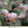 Lophophora williamsii v Cardona 02.jpg