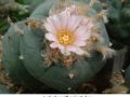 Lophophora williamsii v Cardona 03.jpg
