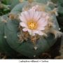 Lophophora williamsii v Cardona 03.jpg