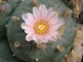 Lophophora williamsii v Cardona 04.jpg