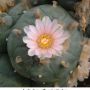 Lophophora williamsii v Cardona 04.jpg