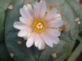 Lophophora williamsii v Cardona 05.jpg