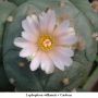 Lophophora williamsii v Cardona 05.jpg