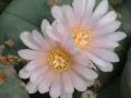 Lophophora williamsii v Cardona 06.jpg