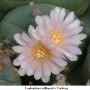 Lophophora williamsii v Cardona 06.jpg