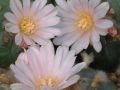 Lophophora williamsii v Cardona 07.jpg