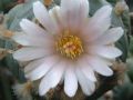Lophophora williamsii v Cardona 08.jpg