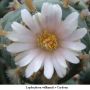 Lophophora williamsii v Cardona 08.jpg