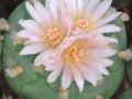 Lophophora williamsii v Cardona 09.jpg