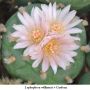 Lophophora williamsii v Cardona 09.jpg